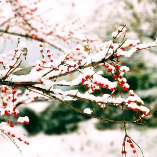 万川诵读《大雪》(梅子)