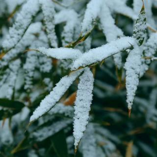 《大雪时节》作者～听雪