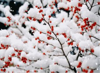 小雪