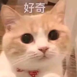 《橘猫》