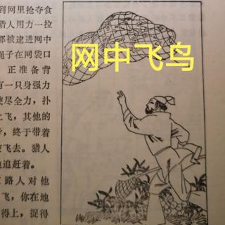 《网中飞鸟》