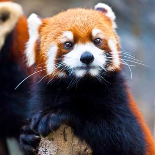 林克妈妈英文三字经1~44