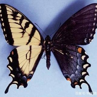 9】在线收听_fiona9191的播客_荔枝