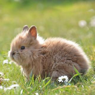 小白兔和小灰兔 - 宝贝成长精选故事