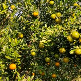 微信小课堂--二甲双胍安全用药知识朗读