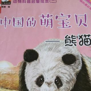 中国的萌宝贝―熊猫