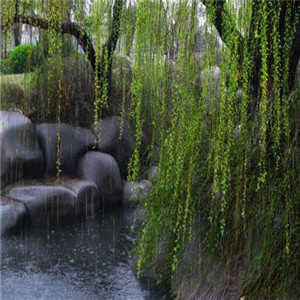 记忆里的那场雨 - 恩宠🎩