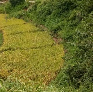 韦家乐:荷塘夏景