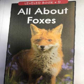 Foxes 5