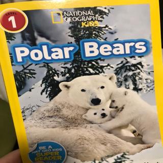 Polar Bears - Part. 3