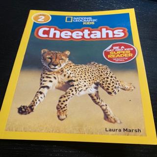 cheetahs