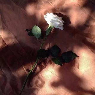 红玫瑰与白玫瑰（1）
