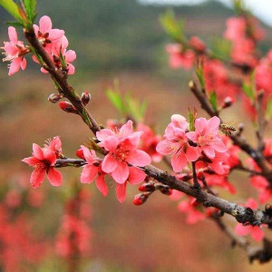 大林寺桃花