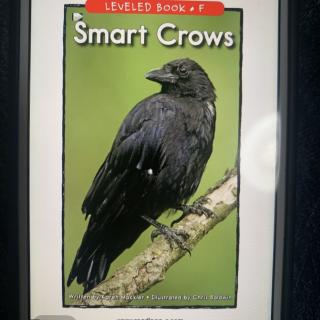 Smart Crows -McQ