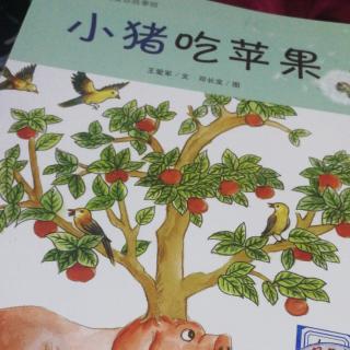 小猪吃苹果