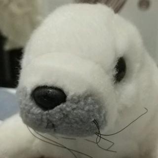 The seal pup1
