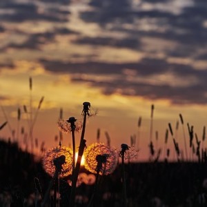 幸福需要主动寻找 - 🎋毁歌小恶魔🕊️