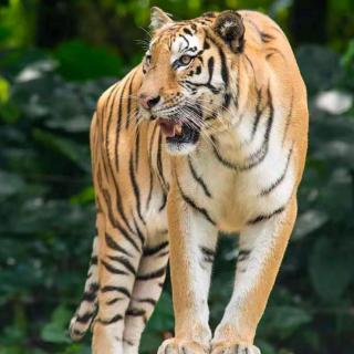 今日英语打卡。