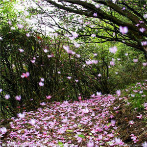 自从遇见了你 - 觉知觉醒群芳