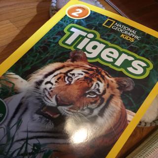 Dec19-Ethan6-Tigers2