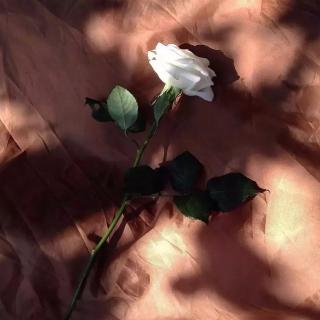 红玫瑰与白玫瑰（4）