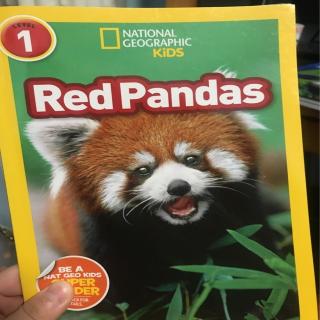 Red Pandas - Part. 1