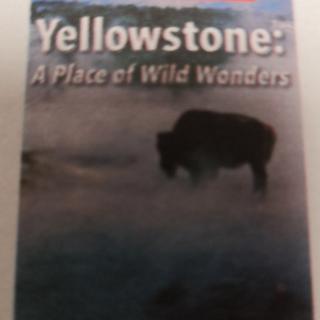 Yellowstone:A Place of Wild Wo