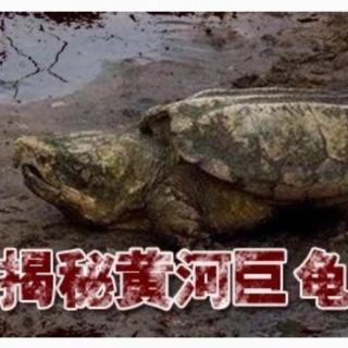 1965年黄河巨龟事件解密