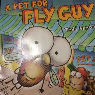 A pet for fly guy
