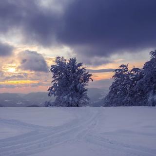 雪地里的小画家 - 常青藤🌲