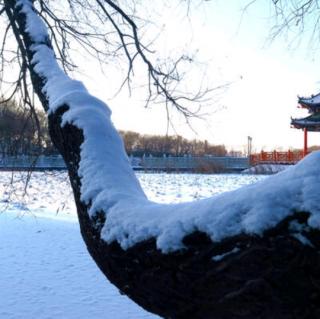 《盼雪》文／元旦，朗诵爱播者