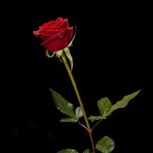白月光和朱砂痣-《红玫瑰与白玫瑰》 - 「文子」