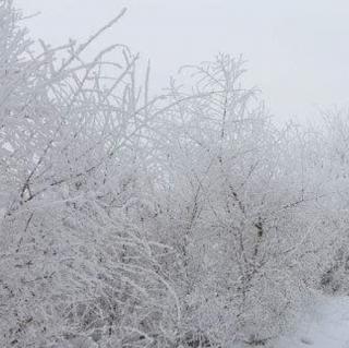 雪魂    作者：一壶老酒