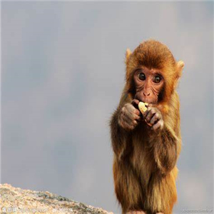 猴子吃桃子 - 王潇锌