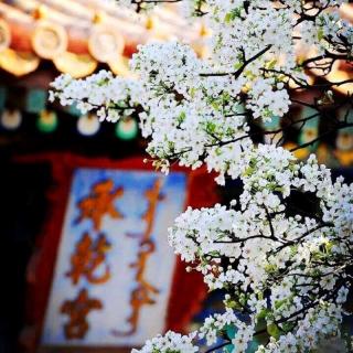 那一场宋朝的梨花雨（节选）