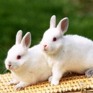 小兔子和大兔子