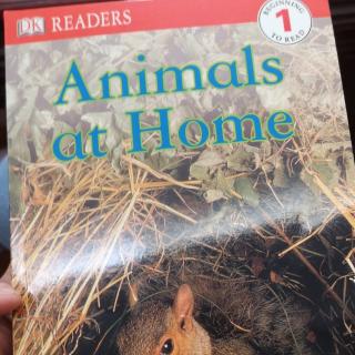 Animals at Home by Darcy