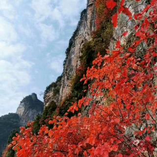 长江三峡|⑤ 红叶之约