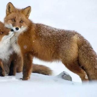《探访动物的世界》聪明绝顶:狐狸