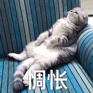 扛拖把的小刺猬