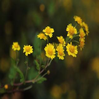 野菊   沐之