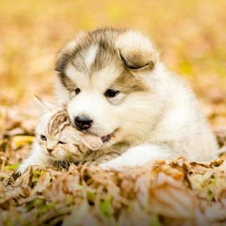 《笑猫日记》虎皮猫,你在哪里