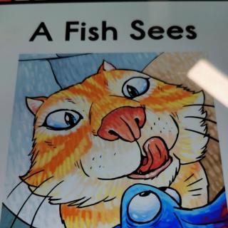 a fish sees