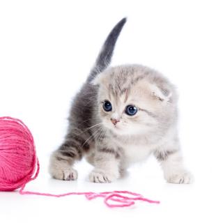 乌利为什么随身携带雨伞