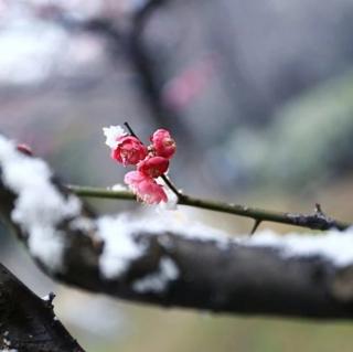 冬雪，是可以入诗入画的