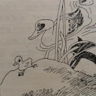 《小鸭子学游水-1》