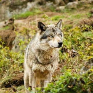 《探访动物的世界》群体作战:灰狼