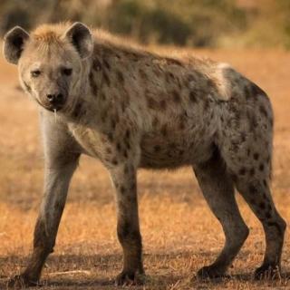 《探访动物的世界》草原杀手:斑鬣狗