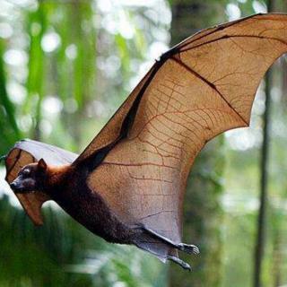 《探访动物的世界》“活雷达”:蝙蝠