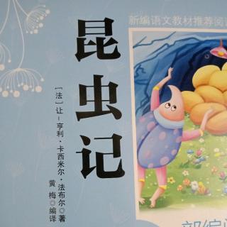 白面孔螽斯